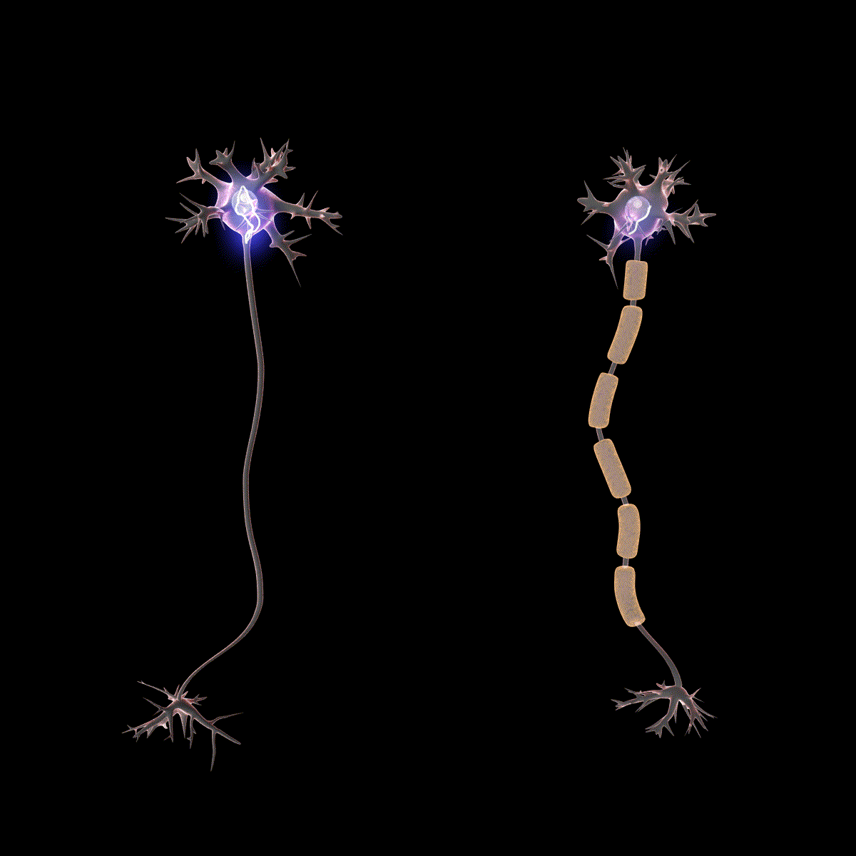 effect of myelin on nerve signalling